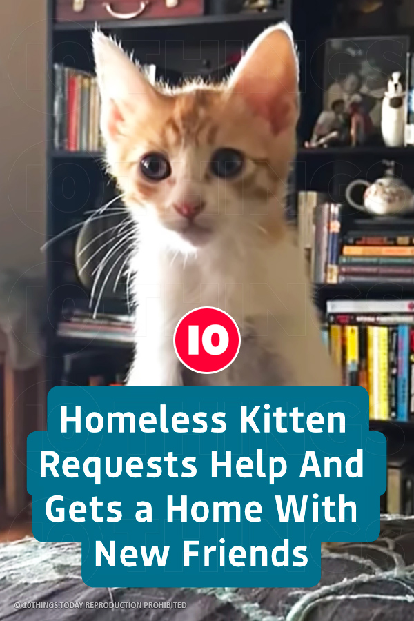 Homeless Kitten Requests Help And Gets a Home With New Friends