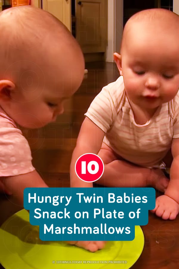 Hungry Twin Babies Snack on Plate of Marshmallows