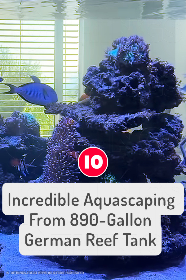 Incredible Aquascaping From 890-Gallon German Reef Tank