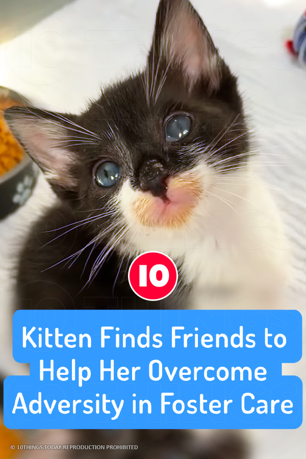 Kitten Finds Friends to Help Her Overcome Adversity in Foster Care