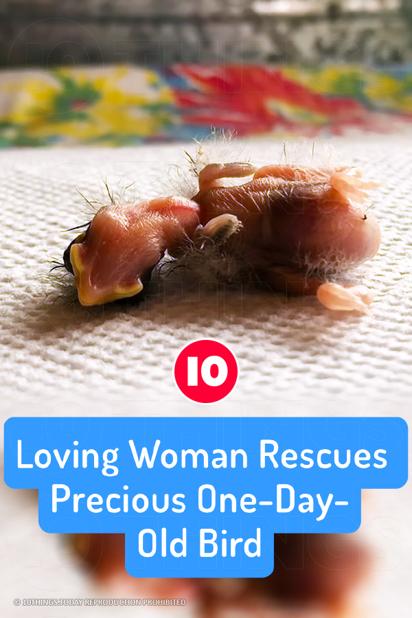 Loving Woman Rescues Precious One-Day-Old Bird