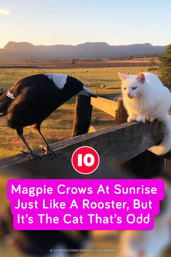 Magpie Crows At Sunrise Just Like A Rooster, But It’s The Cat That’s Odd