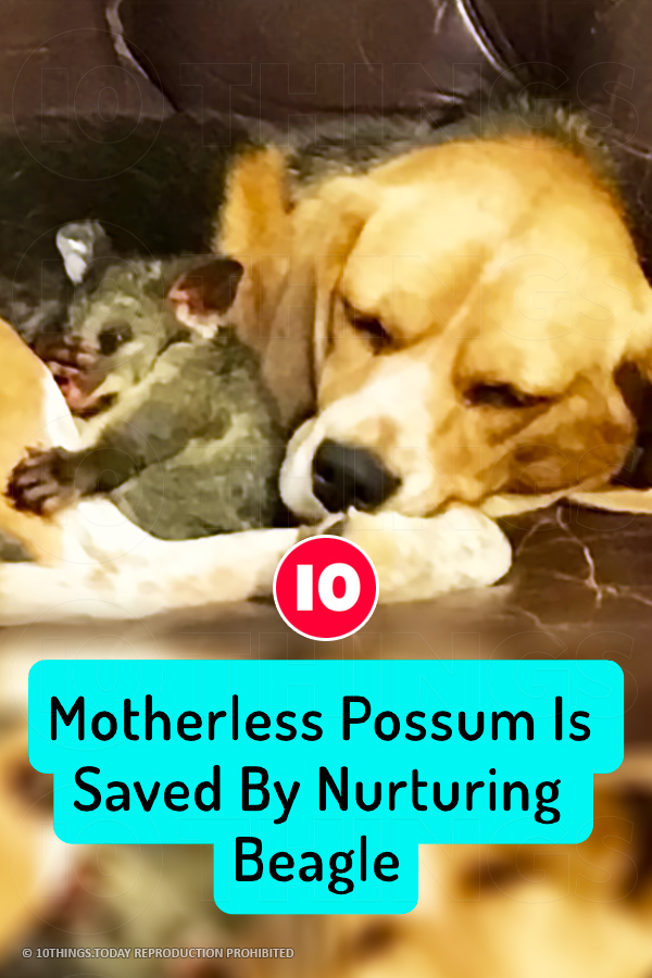 Motherless Possum Is Saved By Nurturing Beagle