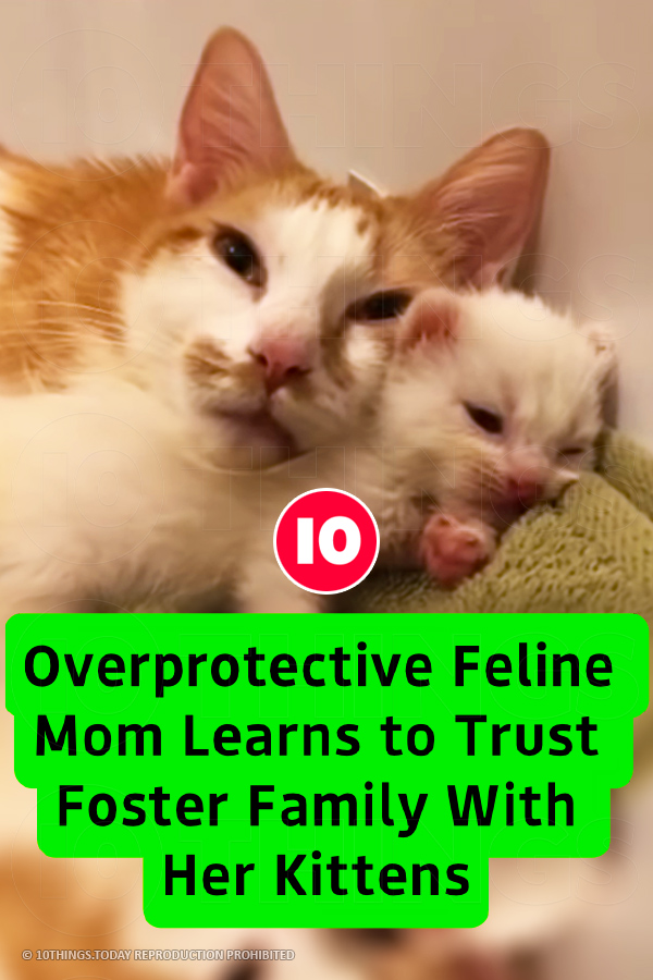 Overprotective Feline Mom Learns to Trust Foster Family With Her Kittens