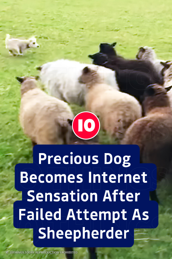 Precious Dog Becomes Internet Sensation After Failed Attempt As Sheepherder