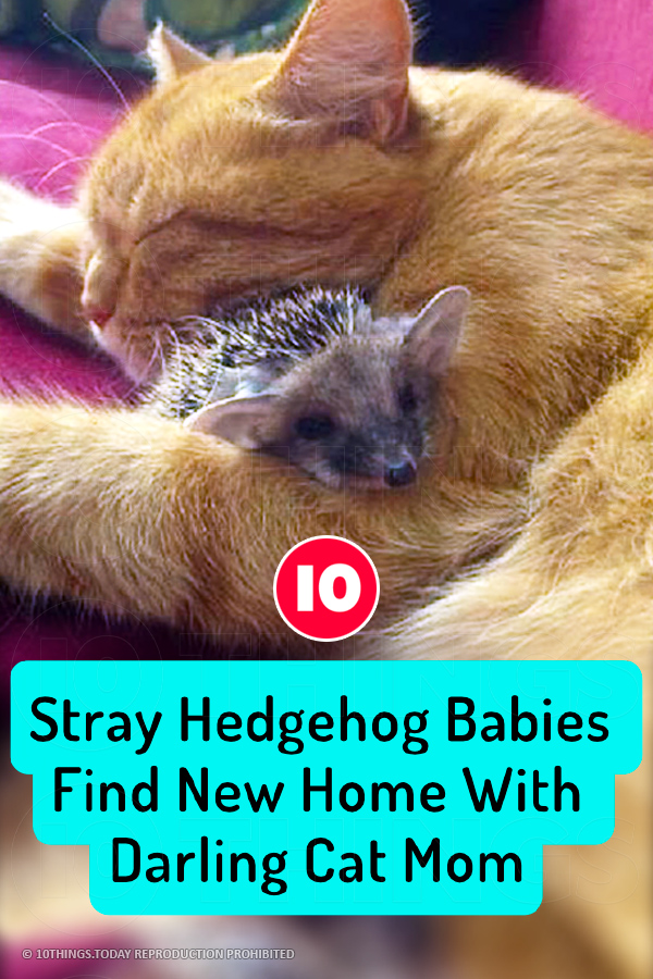 Stray Hedgehog Babies Find New Home With Darling Cat Mom
