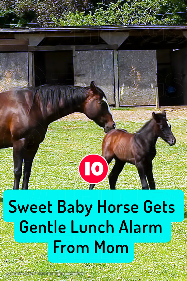 Sweet Baby Horse Gets Gentle Lunch Alarm From Mom