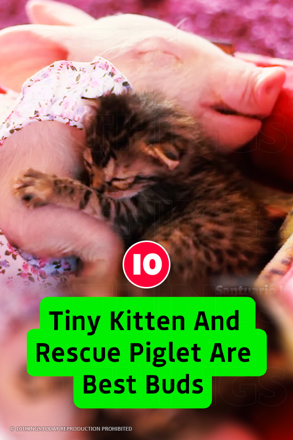 Tiny Kitten And Rescue Piglet Are Best Buds