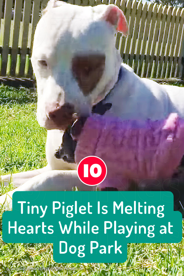 Tiny Piglet Is Melting Hearts While Playing at Dog Park