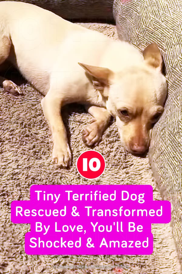 Tiny Terrified Dog Rescued & Transformed By Love, You\'ll Be Shocked & Amazed