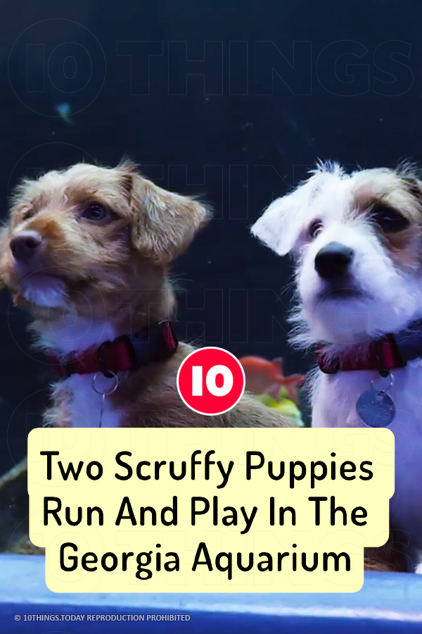 Two Scruffy Puppies Run And Play In The Georgia Aquarium