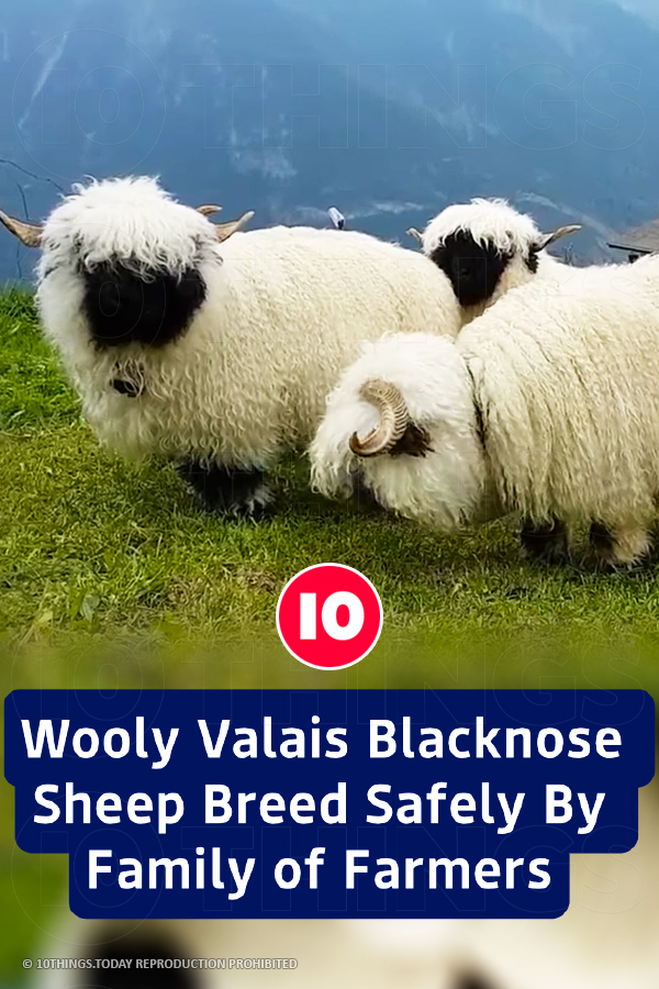 Wooly Valais Blacknose Sheep Breed Safely By Family of Farmers