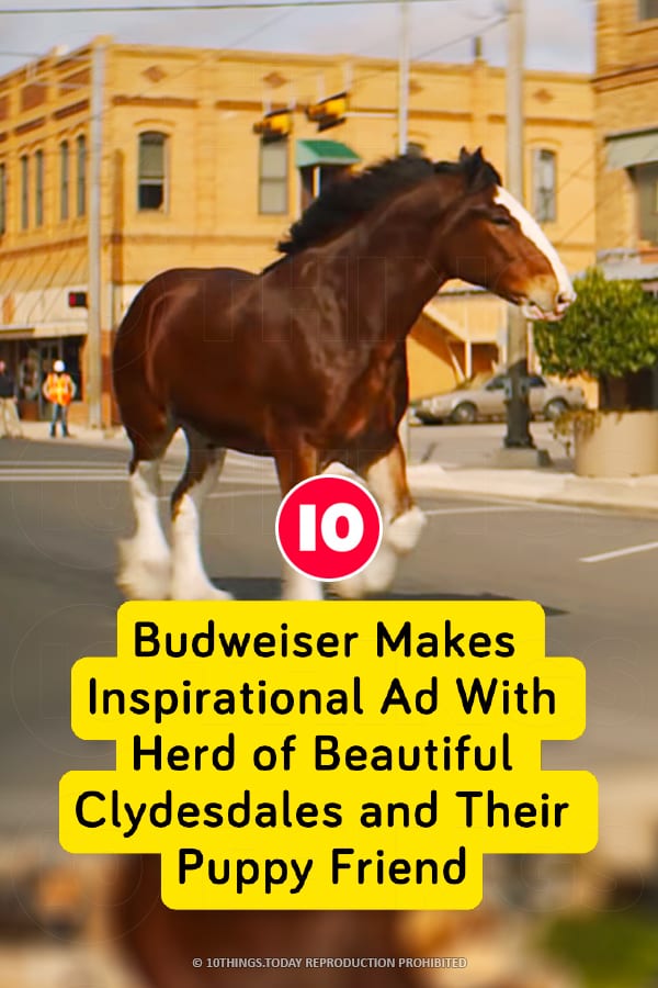 Budweiser Makes Inspirational Ad With Herd of Beautiful Clydesdales and Their Puppy Friend