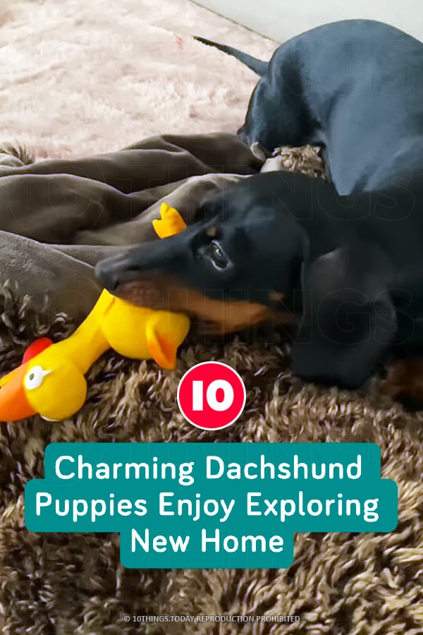 Charming Dachshund Puppies Enjoy Exploring New Home