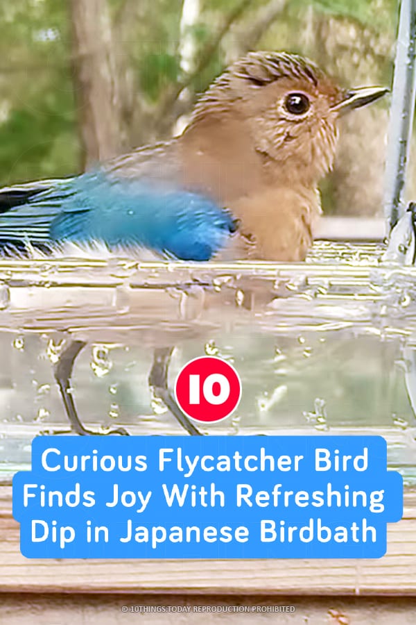 Curious Flycatcher Bird Finds Joy With Refreshing Dip in Japanese Birdbath