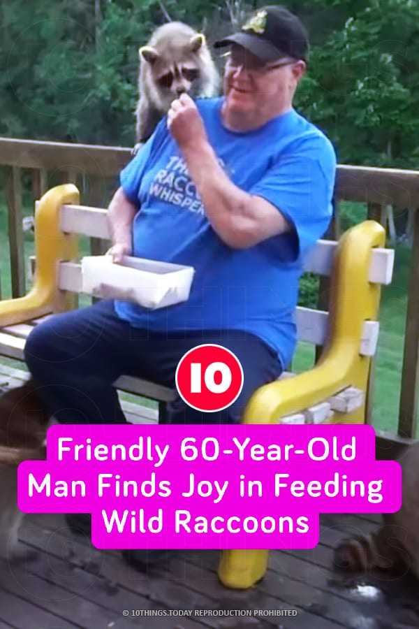 Friendly 60-Year-Old Man Finds Joy in Feeding Wild Raccoons