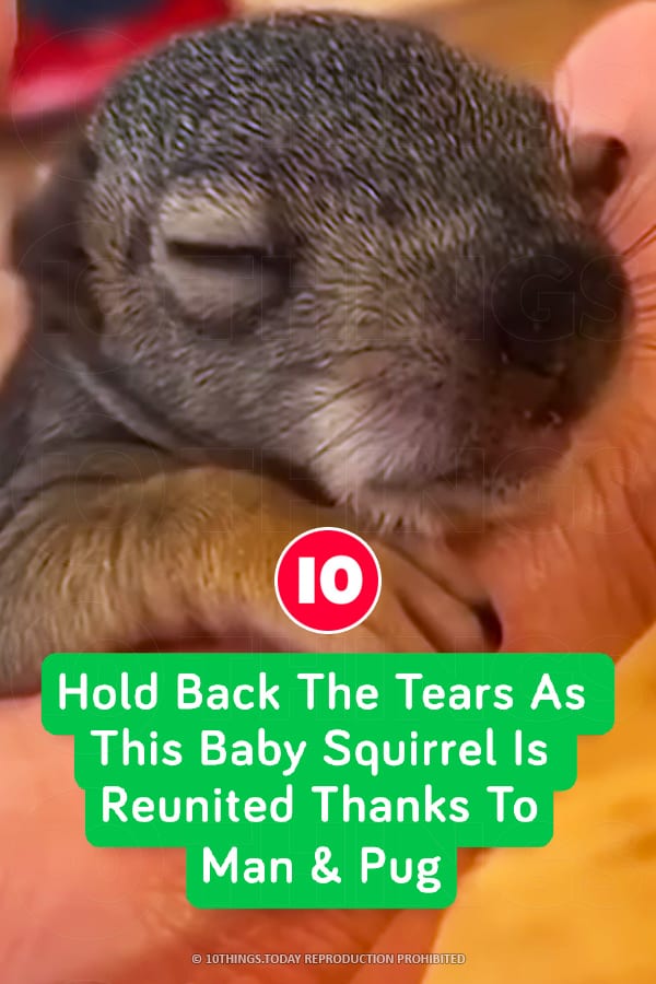 Hold Back The Tears As This Baby Squirrel Is Reunited Thanks To Man & Pug