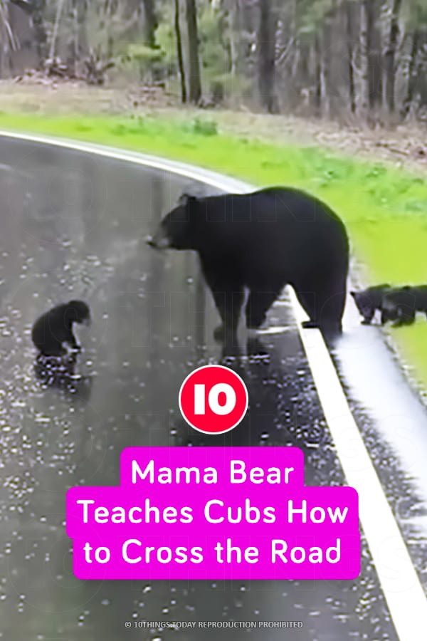 Mama Bear Teaches Cubs How to Cross the Road