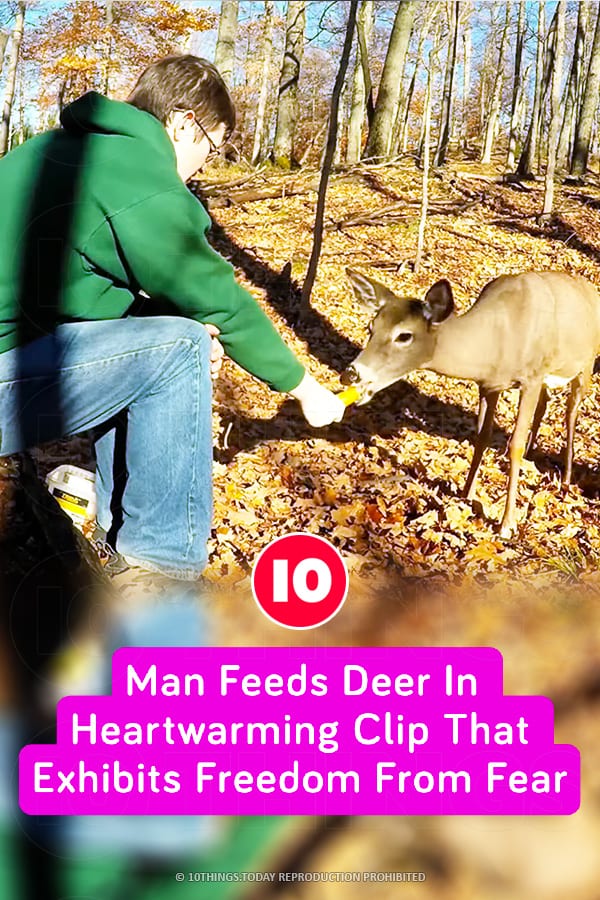 Man Feeds Deer In Heartwarming Clip That Exhibits Freedom From Fear