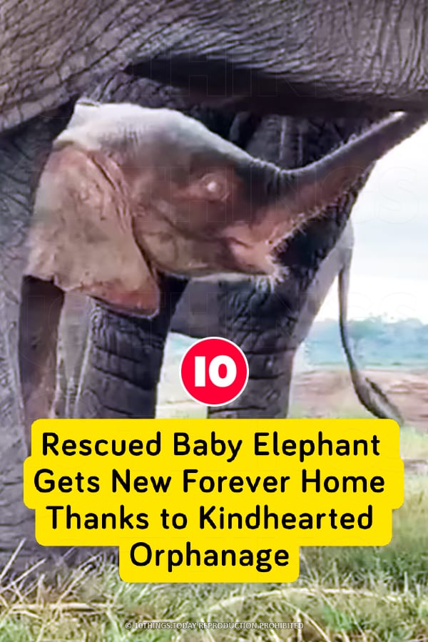 Rescued Baby Elephant Gets New Forever Home Thanks to Kindhearted Orphanage