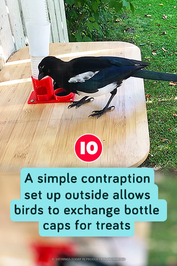 A simple contraption set up outside allows birds to exchange bottle caps for treats