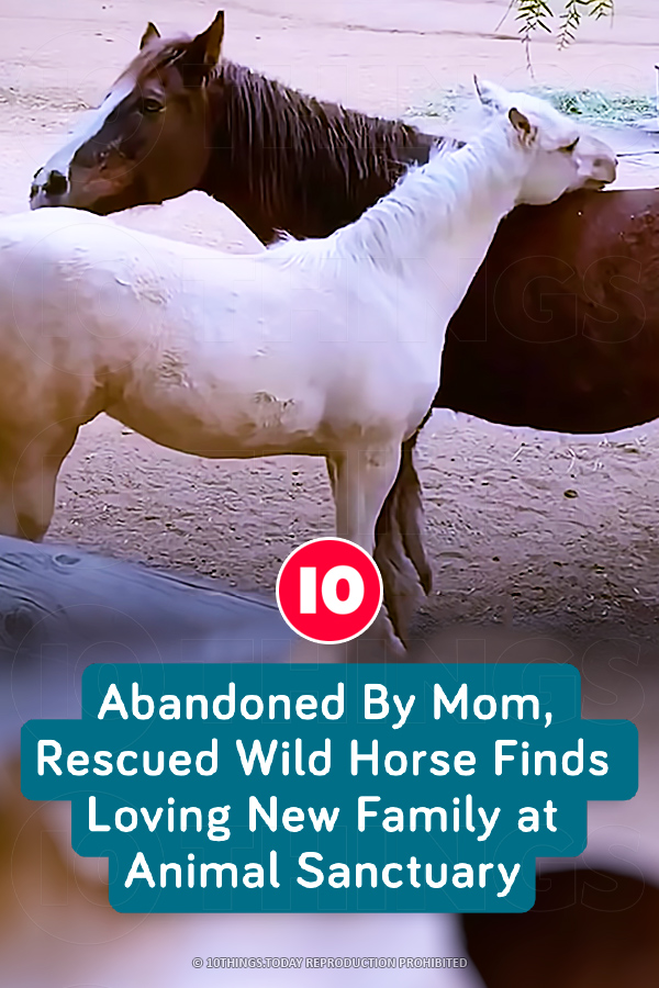 Abandoned By Mom, Rescued Wild Horse Finds Loving New Family at Animal Sanctuary