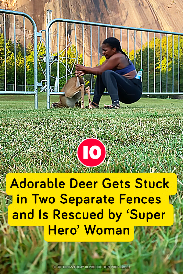 Adorable Deer Gets Stuck in Two Separate Fences and Is Rescued by ‘Super Hero’ Woman