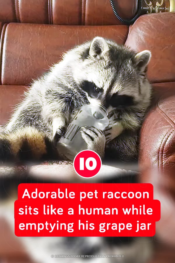 Adorable pet raccoon sits like a human while emptying his grape jar