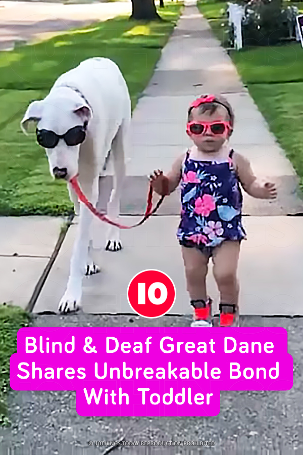 Blind & Deaf Great Dane Shares Unbreakable Bond With Toddler