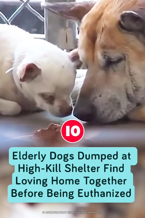 Elderly Dogs Dumped at High-Kill Shelter Find Loving Home Together Before Being Euthanized