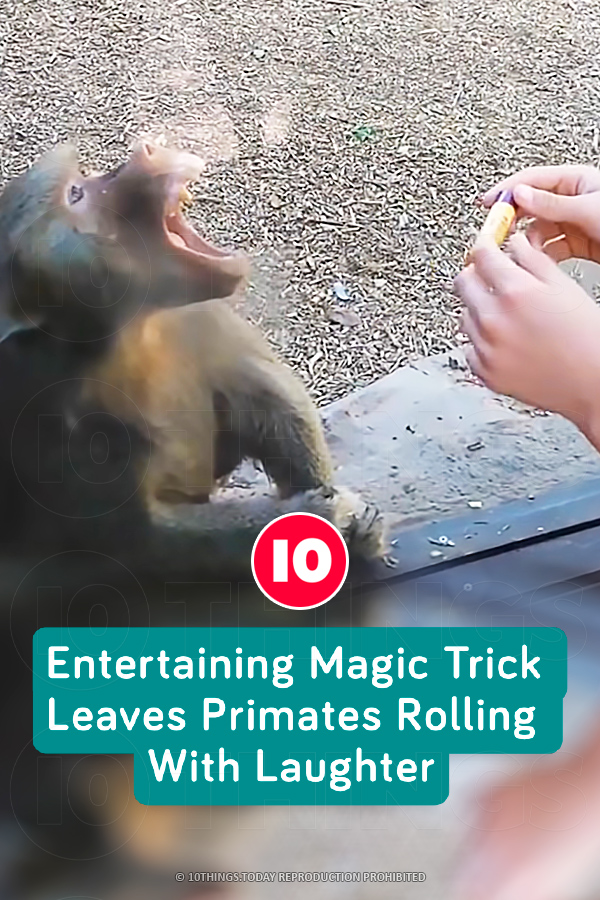 Entertaining Magic Trick Leaves Primates Rolling With Laughter