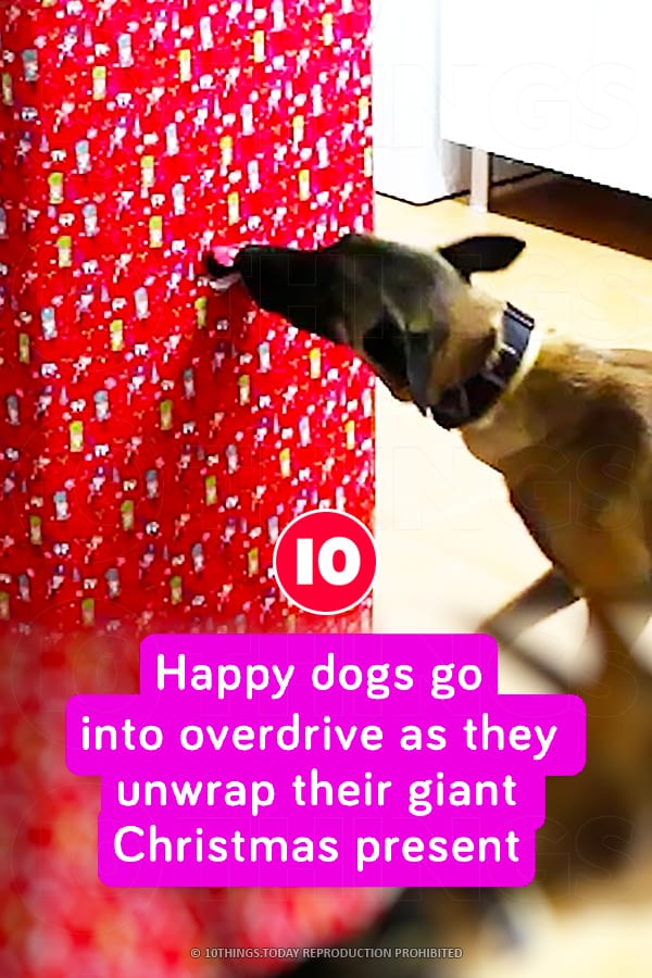 Happy dogs go into overdrive as they unwrap their giant Christmas present