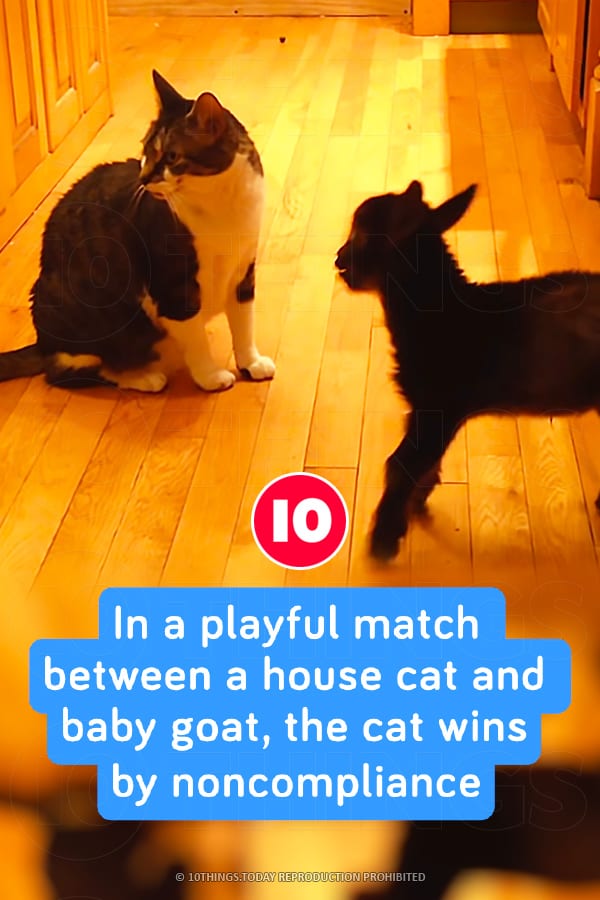 In a playful match between a house cat and baby goat, the cat wins by noncompliance
