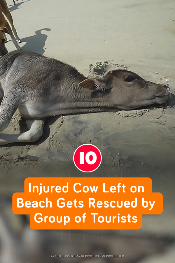 Injured Cow Left on Beach Gets Rescued by Group of Tourists