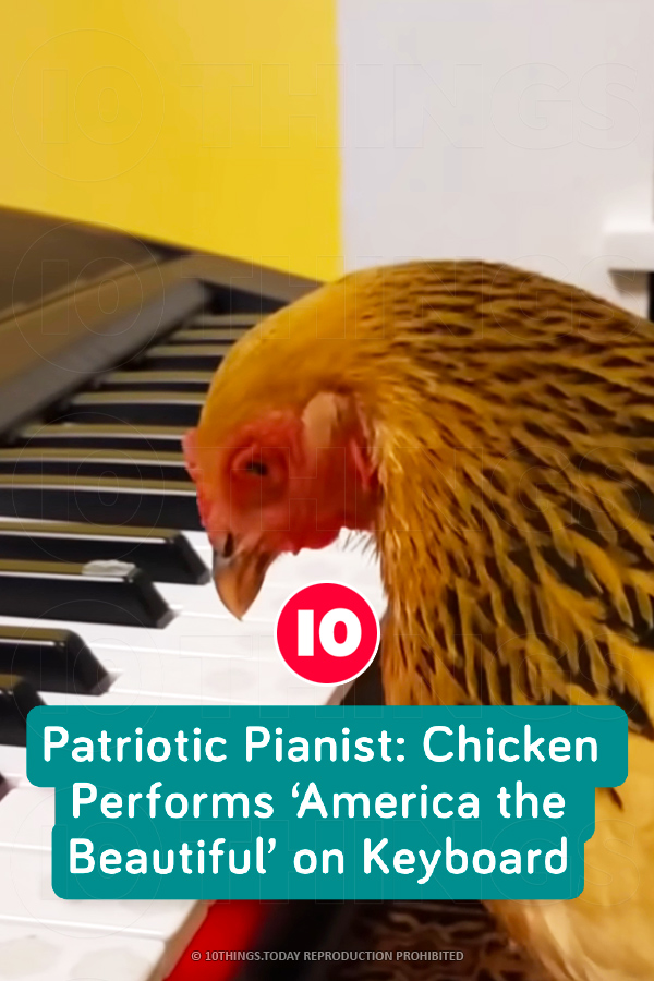 Patriotic Pianist: Chicken Performs ‘America the Beautiful’ on Keyboard