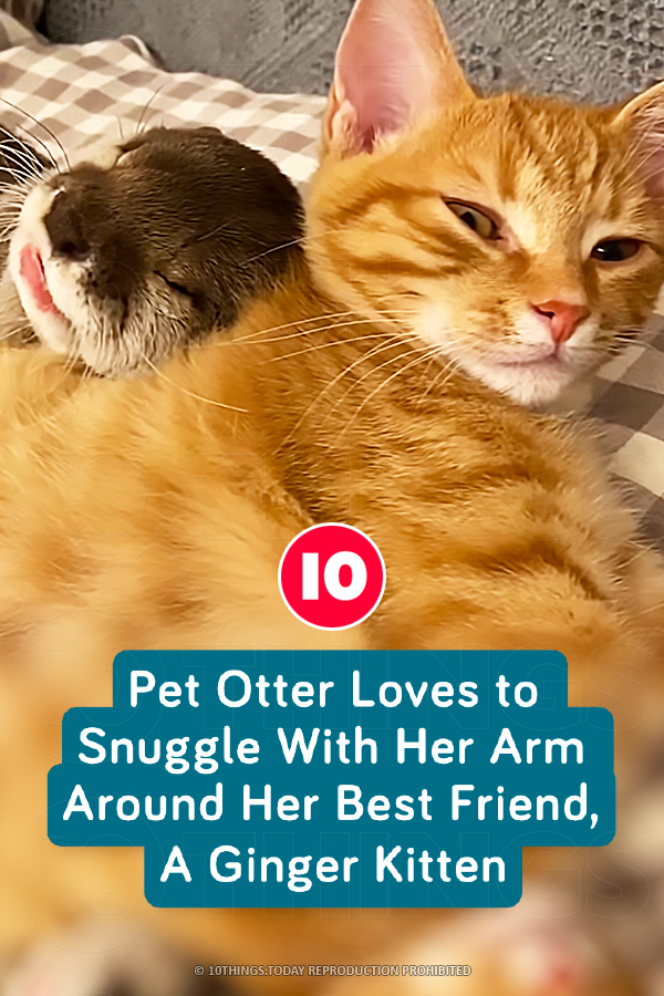 Pet Otter Loves to Snuggle With Her Arm Around Her Best Friend, A Ginger Kitten