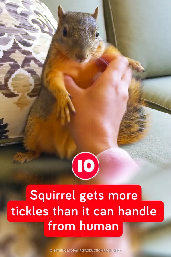 Squirrel gets more tickles than it can handle from human