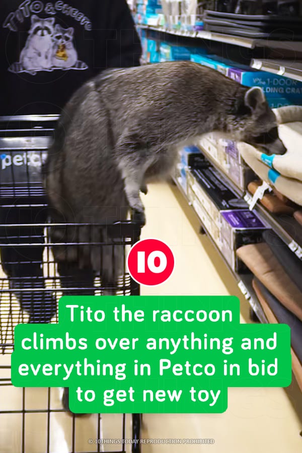 Tito the raccoon climbs over anything and everything in Petco in bid to get new toy