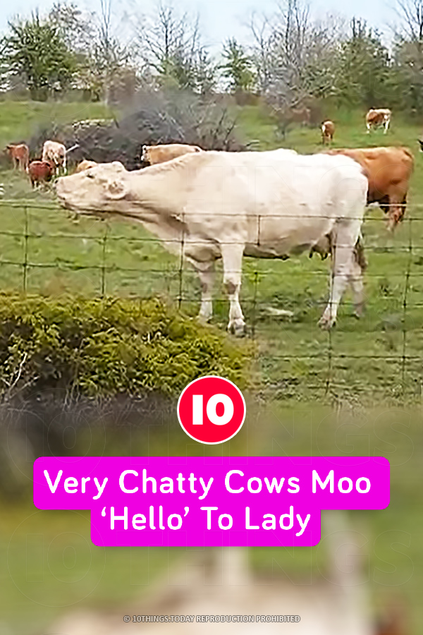 Very Chatty Cows Moo ‘Hello’ To Lady