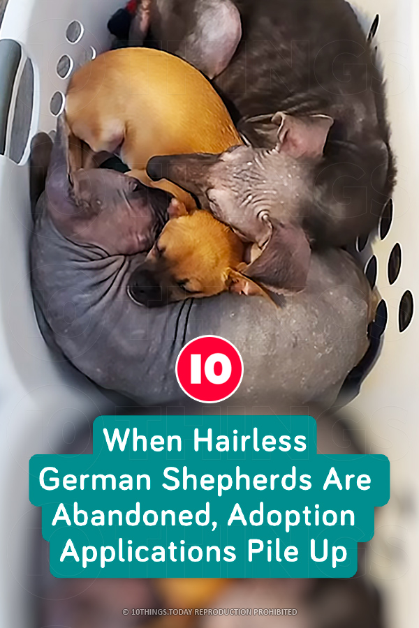 When Hairless German Shepherds Are Abandoned, Adoption Applications Pile Up