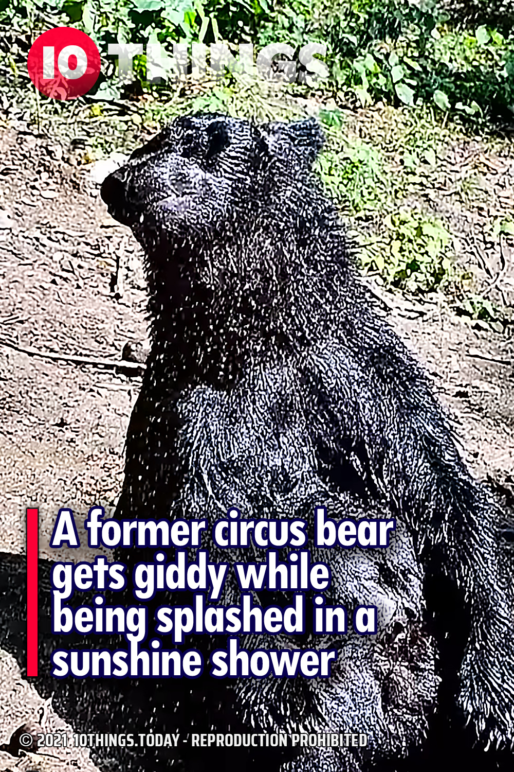 A former circus bear gets giddy while being splashed in a sunshine shower