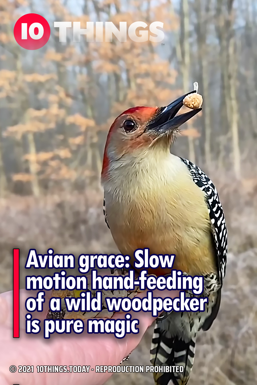 Avian grace: Slow motion hand-feeding of a wild woodpecker is pure magic
