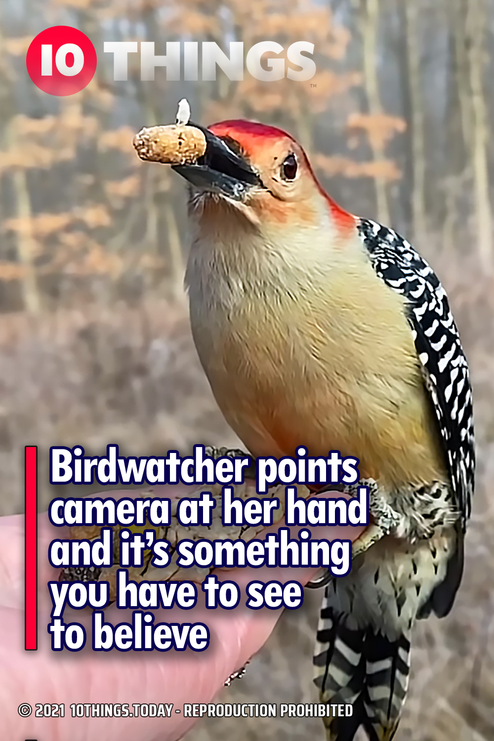 Birdwatcher points camera at her hand and it’s something you have to see to believe