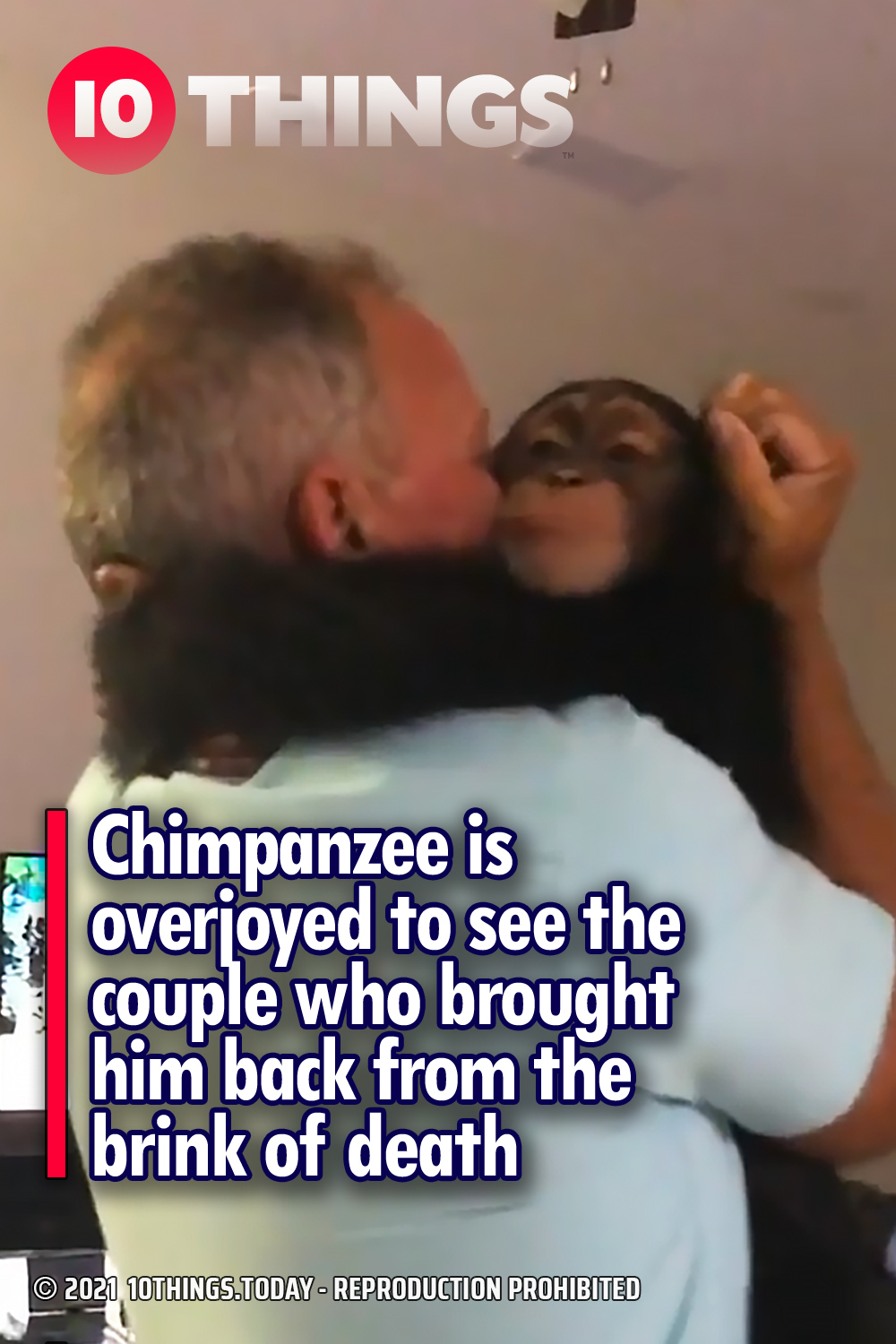 Chimpanzee is overjoyed to see the couple who brought him back from the brink of death
