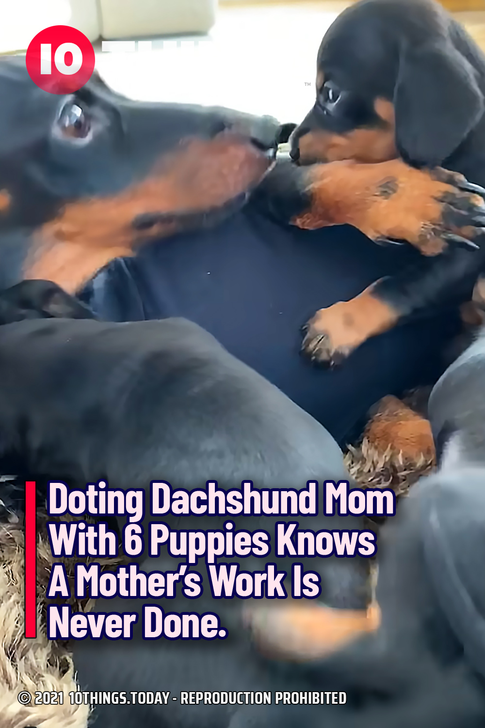 Doting Dachshund Mom With 6 Puppies Knows A Mother’s Work Is Never Done.