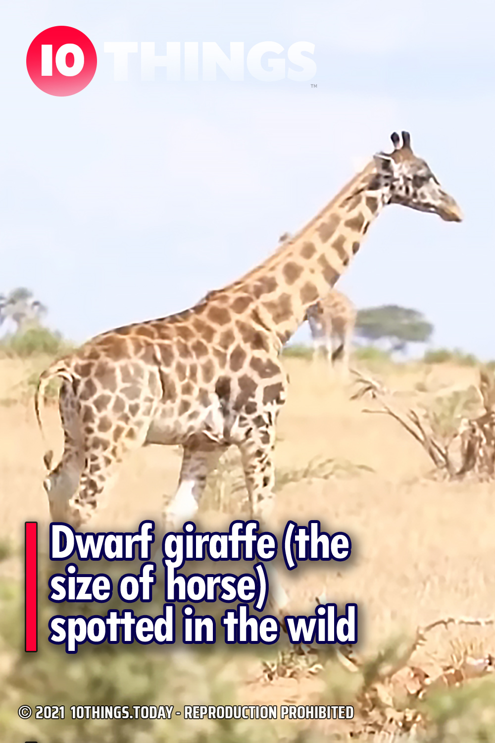 Dwarf giraffe (the size of horse) spotted in the wild