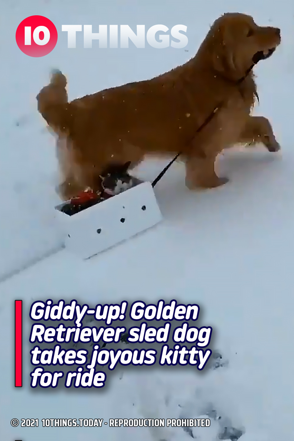 Giddy-up! Golden Retriever sled dog takes joyous kitty for ride