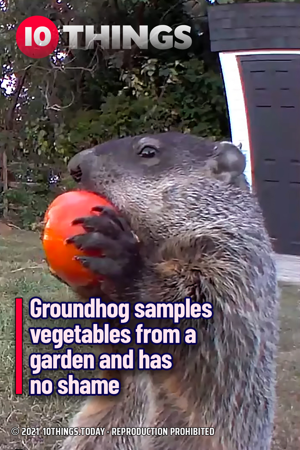 Groundhog samples vegetables from a garden and has no shame