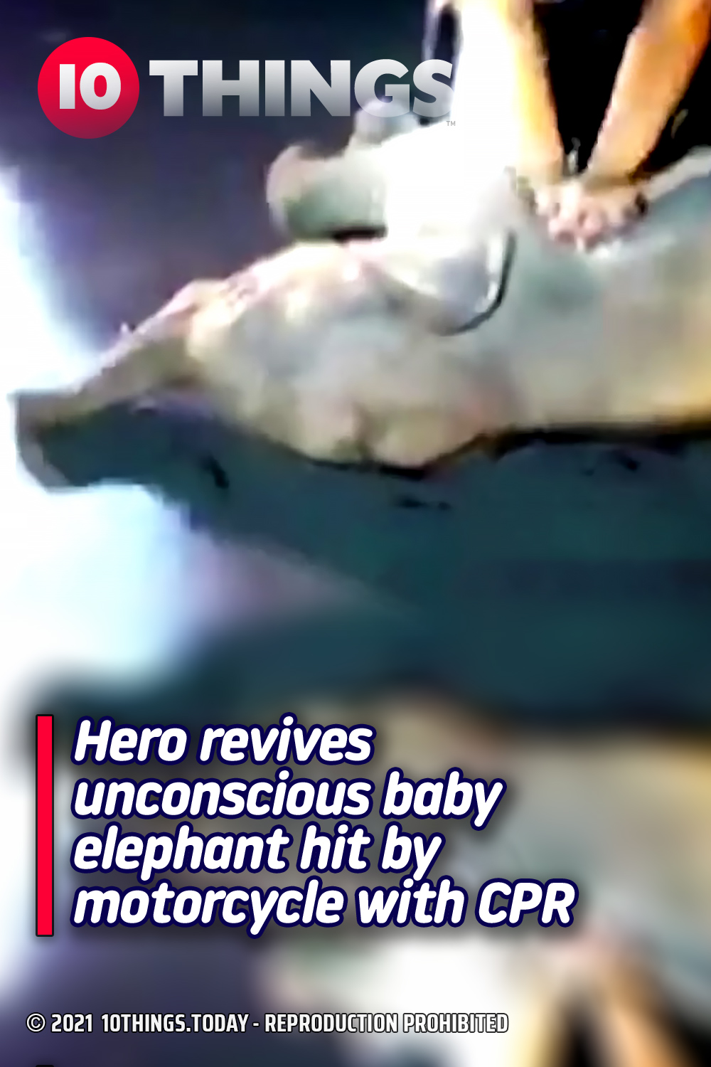 Hero revives unconscious baby elephant hit by motorcycle with CPR