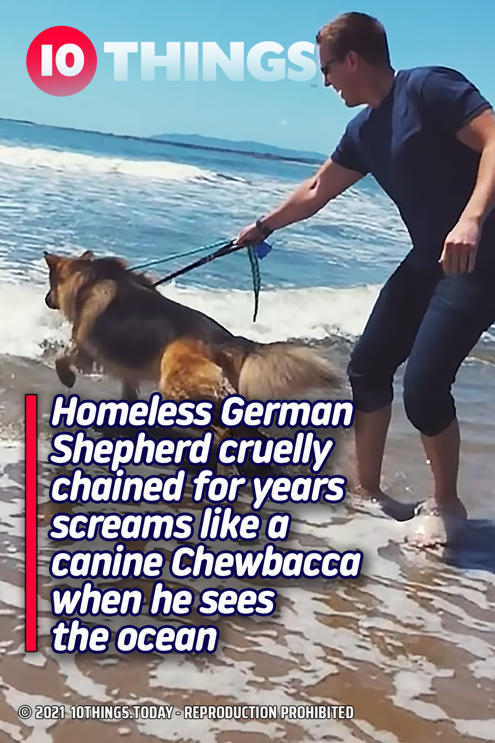 Homeless German Shepherd cruelly chained for years screams like a canine Chewbacca when he sees the ocean